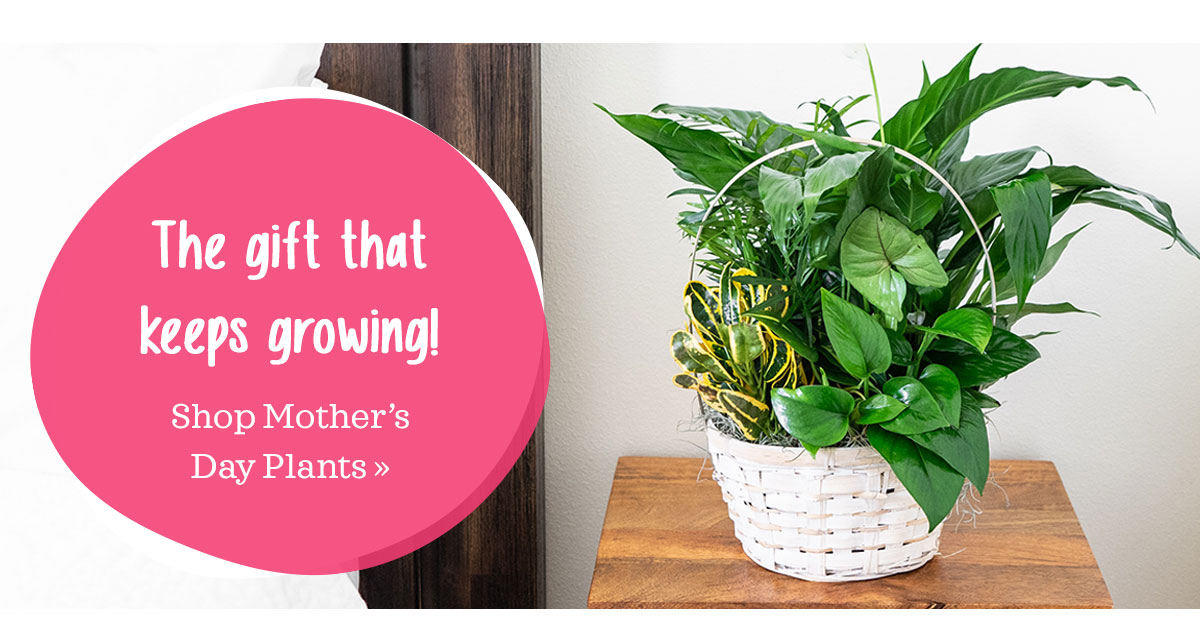 Shop Mother's Day Plants »